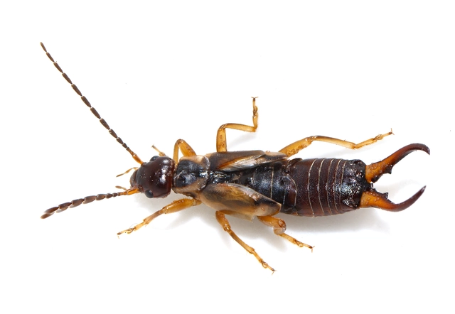 Forficula auricularia - közönséges fülbemászó