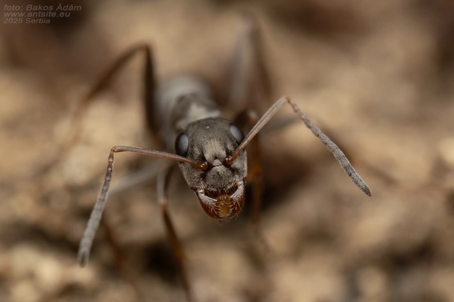 Formica fusca - kormos rabszolgahangya