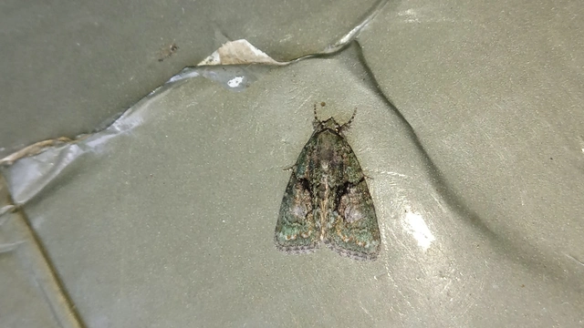 Cryphia algae - sárgászöld zuzmóbagoly