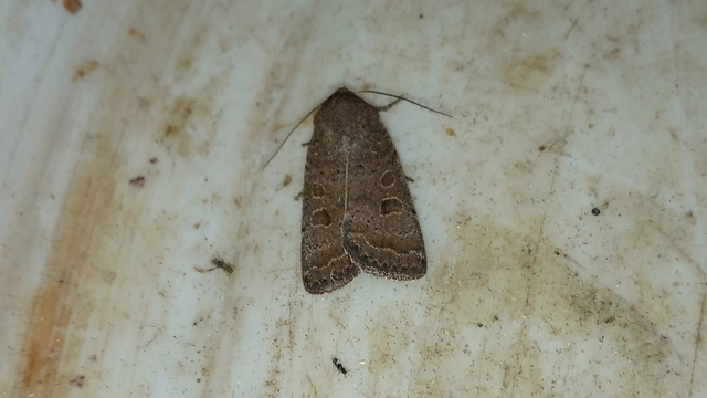 sötét selymesbagoly - Hoplodrina blanda