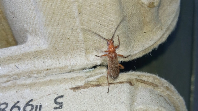 Rhagonycha fulva - feketevégű lágybogár