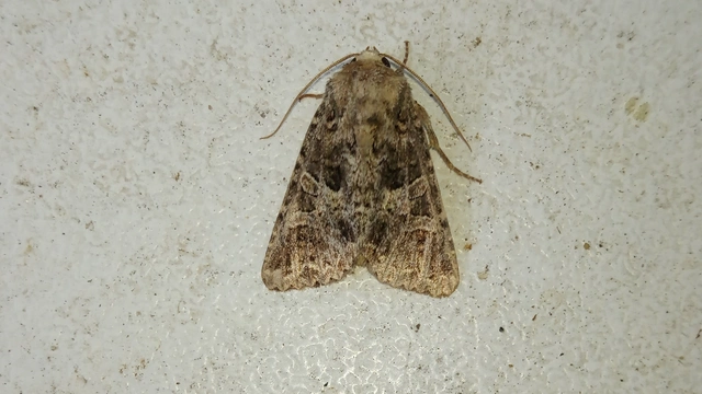 Hadena bicruris/capsincola