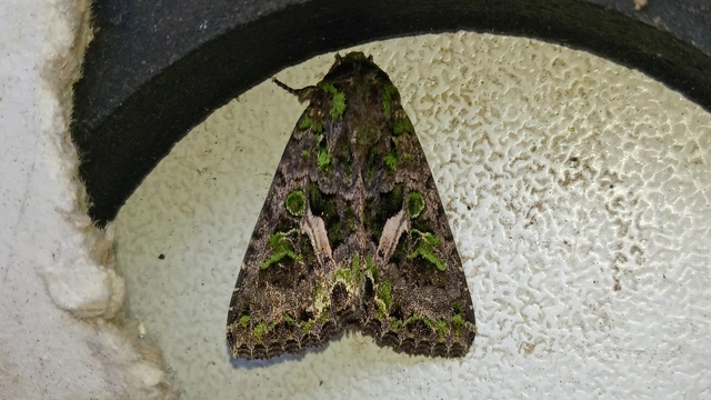 nyári zöldbagoly - Trachea atriplicis