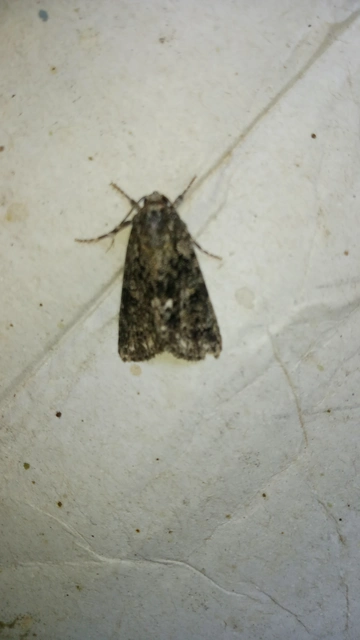 Acronicta rumicis - sóska-szigonyosbagoly