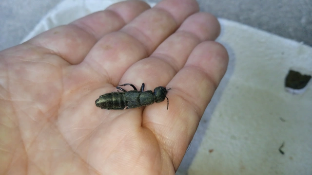 Ocypus