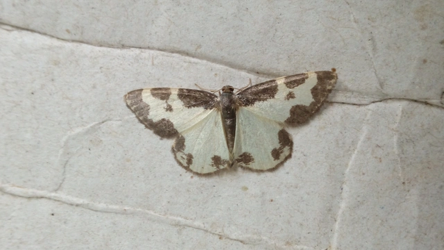 Lomaspilis marginata - szegélyes nyárfaaraszoló