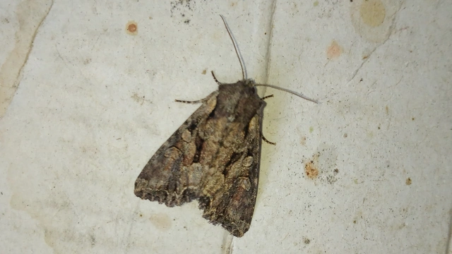 borbolya-kertibagoly - Lacanobia thalassina