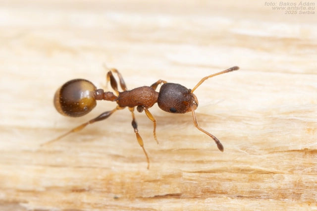 Temnothorax affinis - erdei kéreghangya