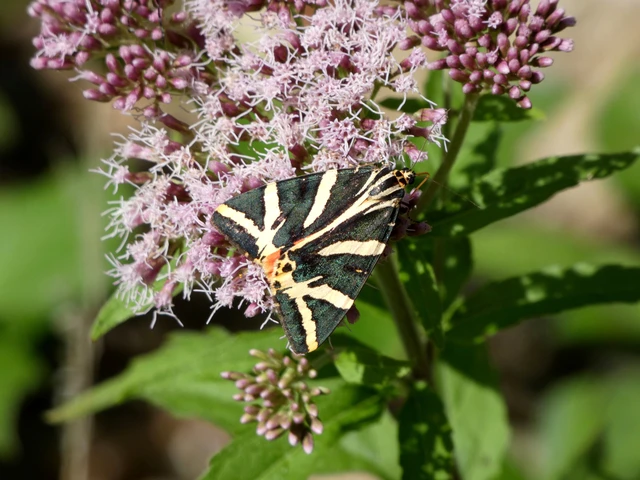 Euplagia quadripunctaria - csíkos medvelepke