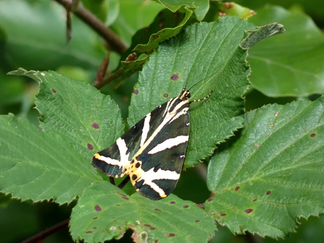 Euplagia quadripunctaria - csíkos medvelepke