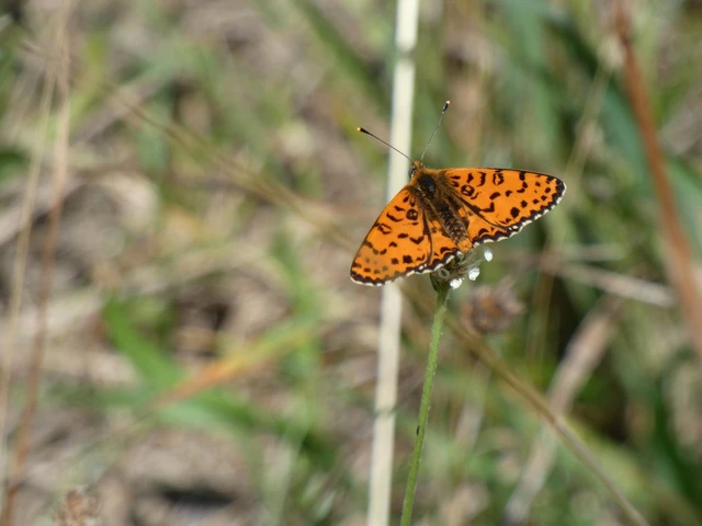 Melitaea didyma - tüzes tarkalepke