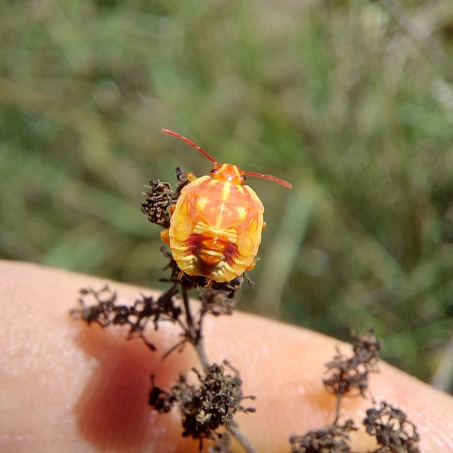 Carpocoris Carpocoris