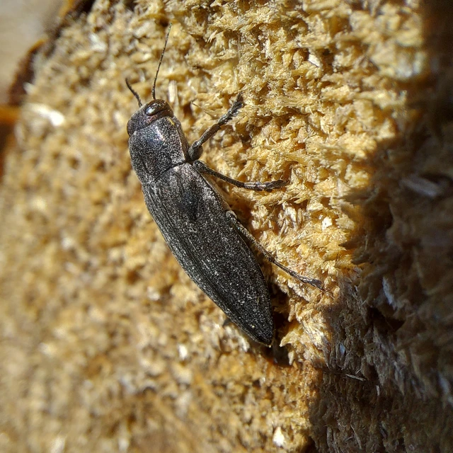 Buprestis haemorrhoidalis - foltosfejű díszbogár