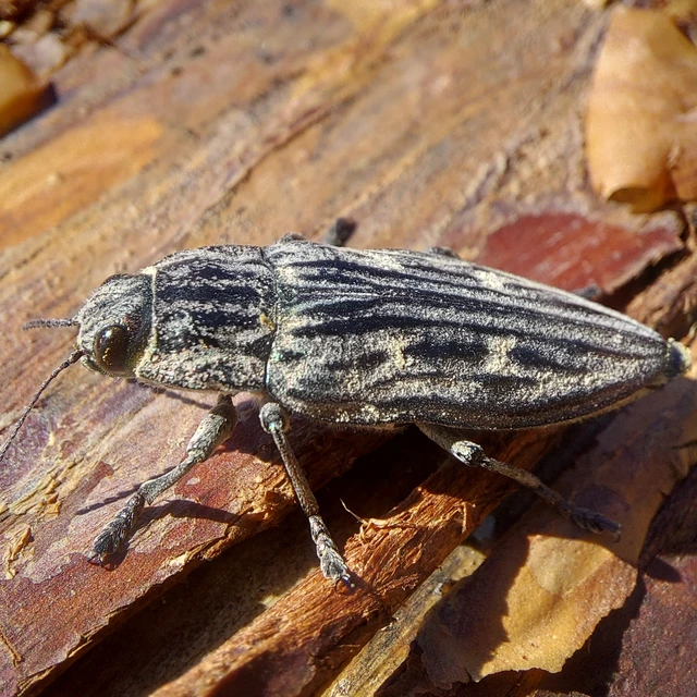 Chalcophora mariana - nagy fenyvesdíszbogár