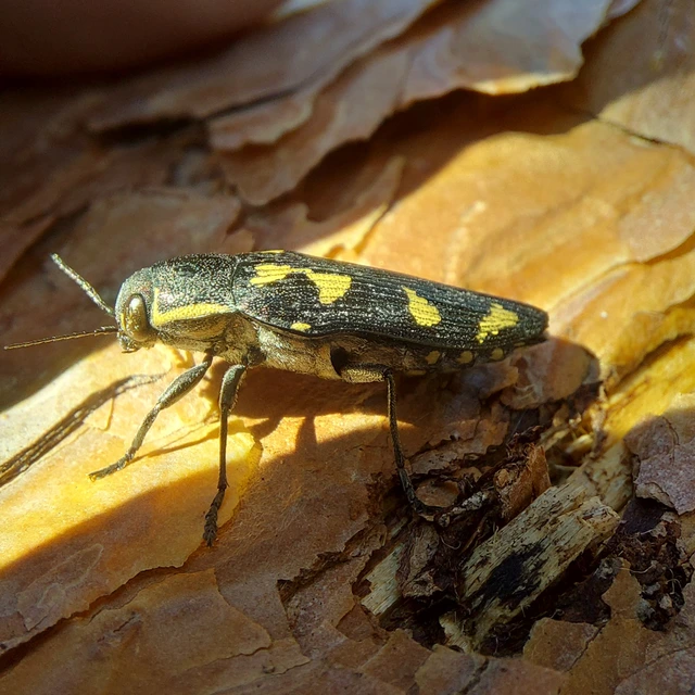 Buprestis novemmaculata - kilencfoltos díszbogár