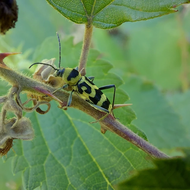 Chlorophorus varius - díszes darázscincér Chlorophorus varius - díszes darázscincér