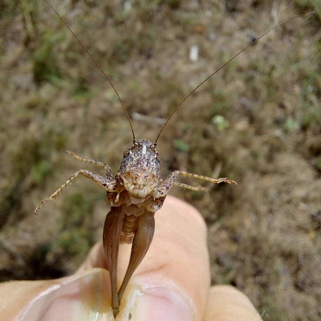 Platycleis grisea - szürke rétiszöcske