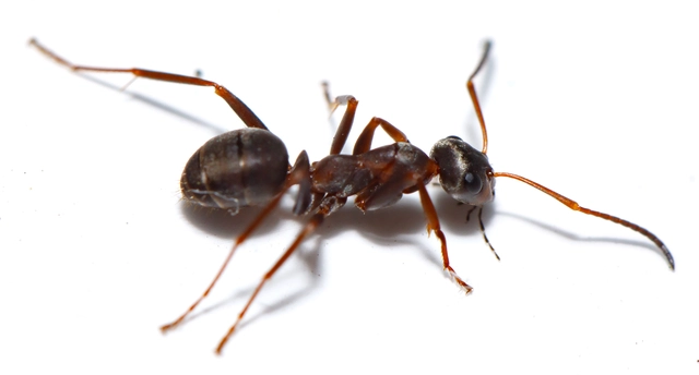 Formica cunicularia - gyakori rabszolgahangya