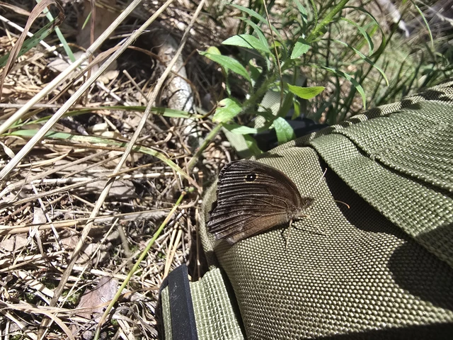 Minois dryas - fekete szemeslepke