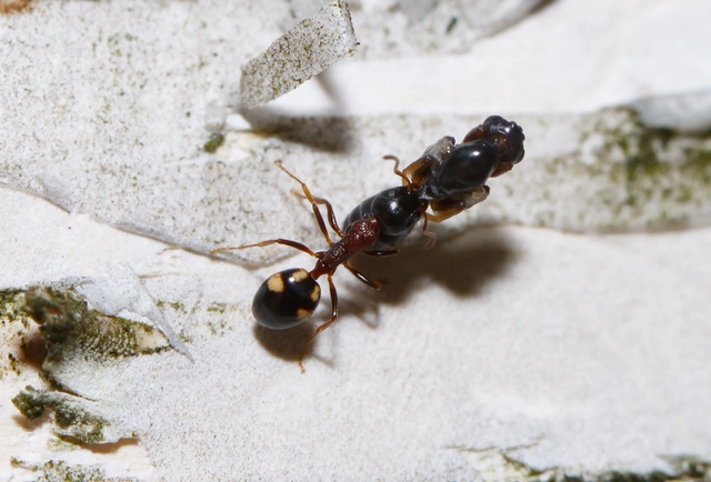 Dolichoderus quadripunctatus - négypettyes erdeihangya