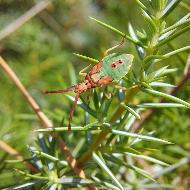 Gonocerus juniperi - boróka-karimáspoloska