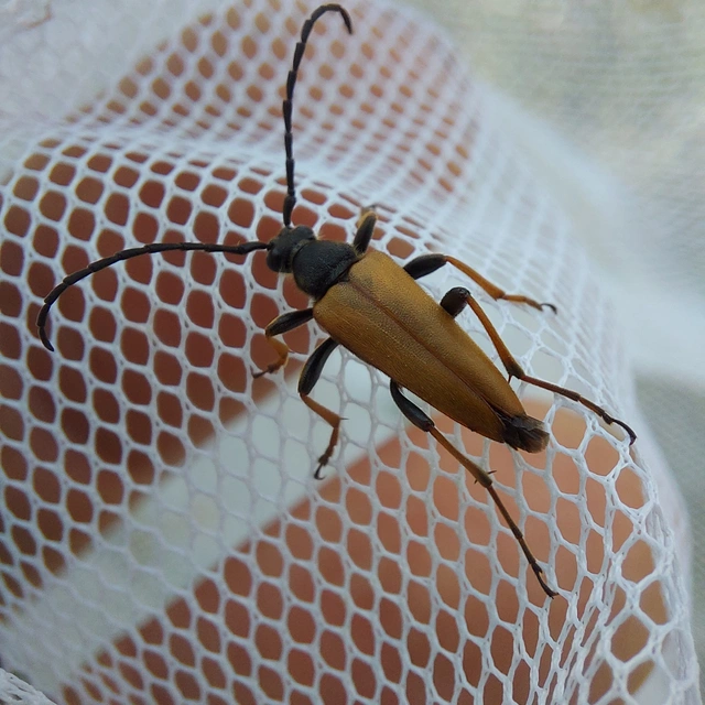 Stictoleptura rubra - vörös virágcincér