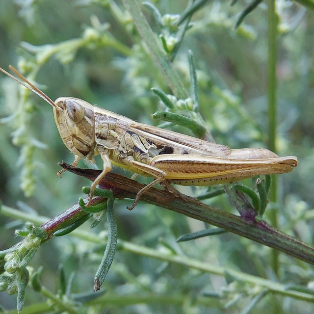 Euchorthippus declivus - rövidszárnyú rétisáska