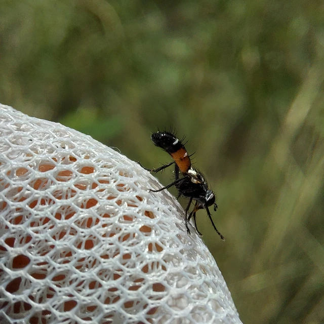 Tachinidae - fürkészlegyek