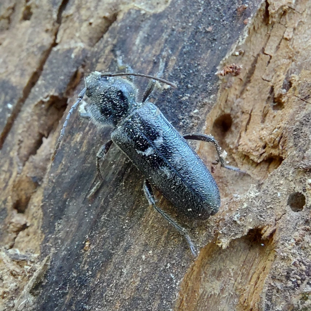 Hylotrupes bajulus - házicincér