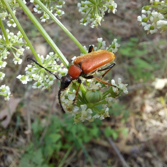 Stictoleptura rubra - vörös virágcincér