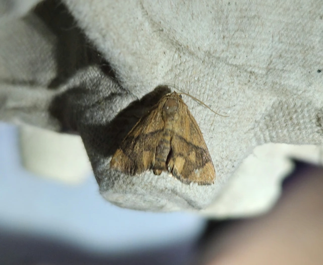 Apoda limacodes - kagylólepke