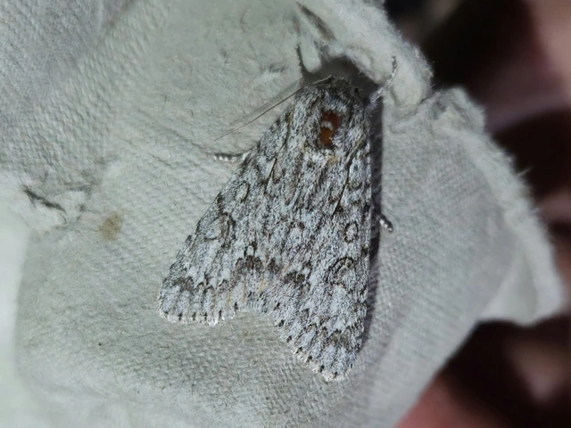 Acronicta aceris - vadgesztenye-szigonyosbagoly
