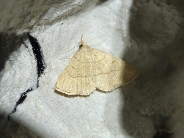 Paracolax tristalis - sárgás karcsúbagoly