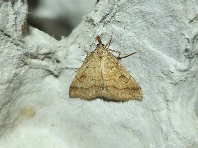 Polypogon gryphalis - láperdei karcsúbagoly