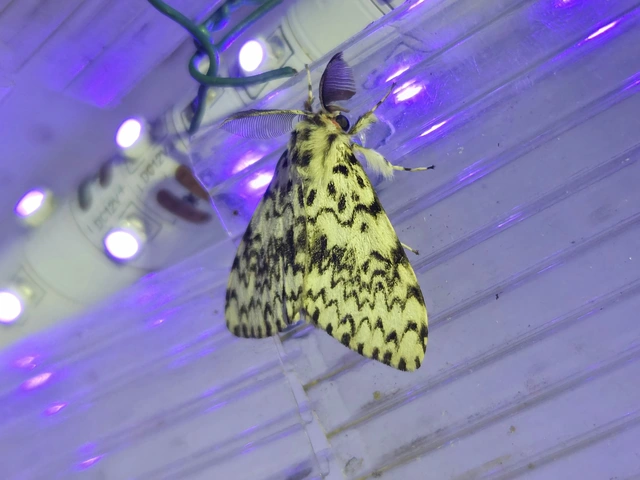 Lymantria monacha - apácalepke