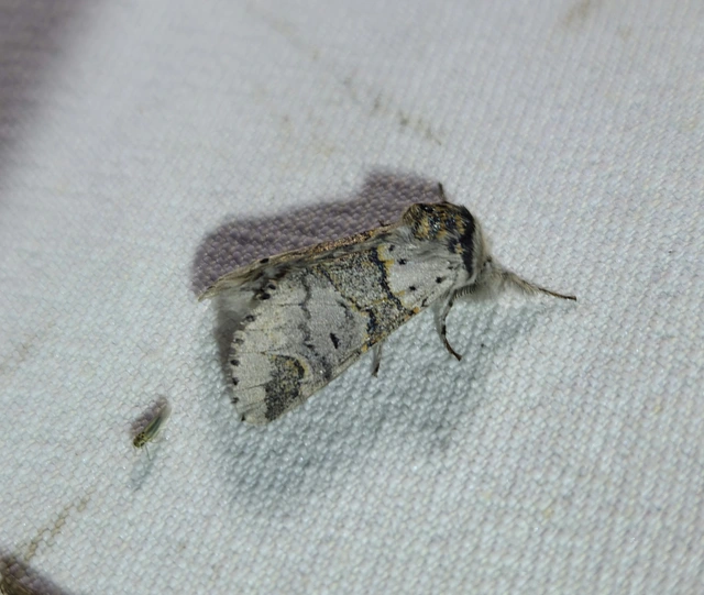 szürke púposszövő - Furcula furcula