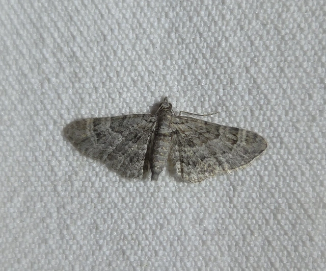 Gymnoscelis rufifasciata - vöröscsíkos törpearaszoló