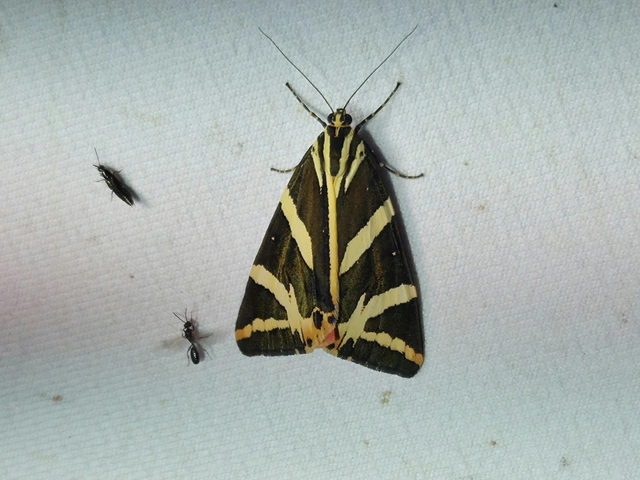 Euplagia quadripunctaria - csíkos medvelepke
