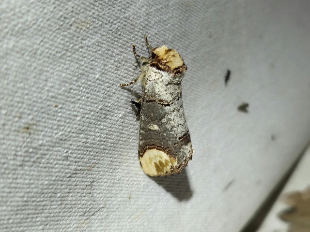 Phalera bucephala - sárgafoltos púposszövő