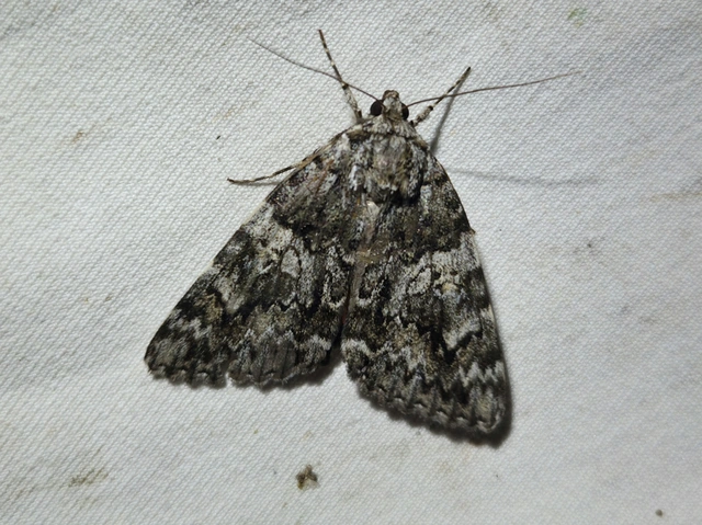 kis tölgyfa-övesbagoly - Catocala promissa