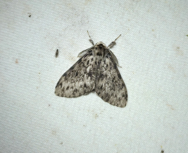 apácalepke - Lymantria monacha