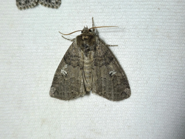 Tethea or - bélyeges pihésszövő