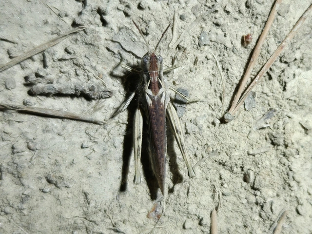 Chorthippus (Glyptobothrus) (subgenus)