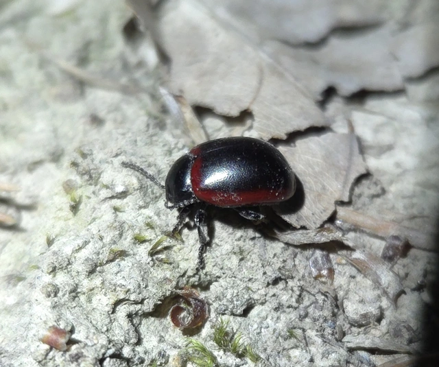 Chrysolina limbata - keretes levélbogár