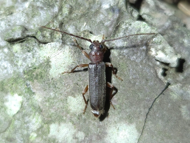 Arhopalus rusticus - gödrösnyakú cincér