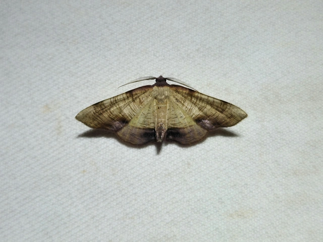Plagodis dolabraria - baltaszárnyú araszoló