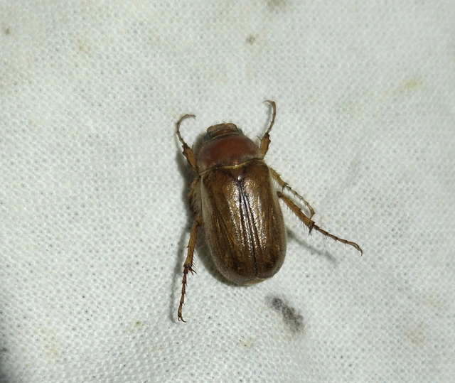 Amphimallon assimile - kis sárgacserebogár