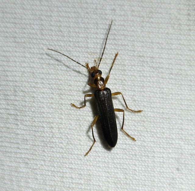 Nacerdes carniolica - karnóliai álcincér