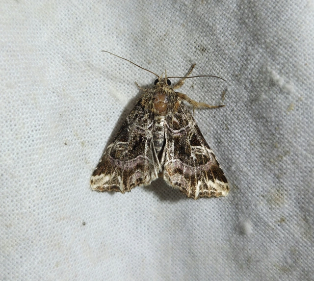 saspáfrány-bíborbagoly - Callopistria juventina