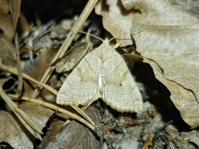 Cosmia trapezina - közönséges lombbagoly